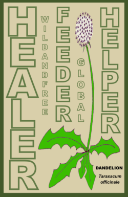 Picture of dandelion plant: words - healer, wild and free, feeder, global, helper. Dandelion: Taraxacum officinale